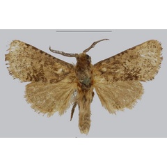 /filer/webapps/moths/media/images/T/taifensis_Philbyarbela_AM_NHMUK_02.jpg