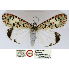 /filer/webapps/moths/media/images/A/aldabrae_Utetheisa_HT_NHMUK.jpg