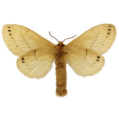 /filer/webapps/moths/media/images/R/rufescens_Philotherma_AF_NHMUKb.jpg