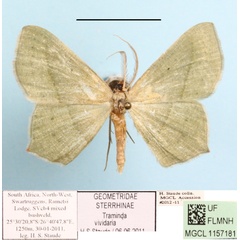 /filer/webapps/moths/media/images/V/vividaria_Traminda_A_MGCL_01.jpg