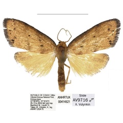 /filer/webapps/moths/media/images/S/smithi_Spatulosia_PTM_ANHRT_01.jpg