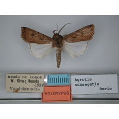 /filer/webapps/moths/media/images/S/subsegetis_Agrotis_HT_RMCA.jpg