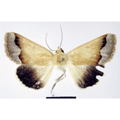 /filer/webapps/moths/media/images/M/maraisi_Trichanua_HT_NMNW.jpg