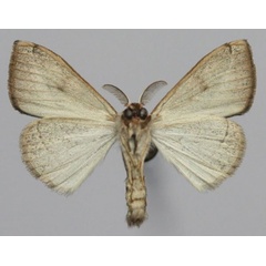 /filer/webapps/moths/media/images/B/bonaberiensis_Laelia_AM_Golovizinb.jpg