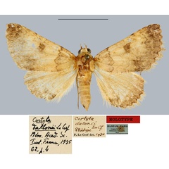 /filer/webapps/moths/media/images/D/dallonii_Cortyta_HT_MNHN.jpg