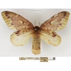 /filer/webapps/moths/media/images/N/nigrivenis_Lechriolepis_AF_NHMUK_01.jpg
