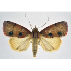 /filer/webapps/moths/media/images/V/verna_Chlorozada_AF_NHMO_01.jpg