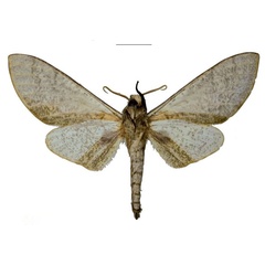 /filer/webapps/moths/media/images/H/hogani_Neoclanis_HT_EMEMb.jpg