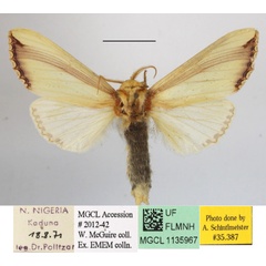 /filer/webapps/moths/media/images/O/ornata_Rigema_A_MGCLa_03.jpg