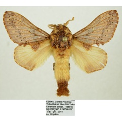 /filer/webapps/moths/media/images/P/pattersoni_Odontocheilopteryx_AM_Kingston_L4V2X6s.jpg