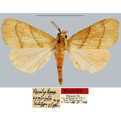 /filer/webapps/moths/media/images/S/syntripta_Paralephana_HT_MNHN.jpg