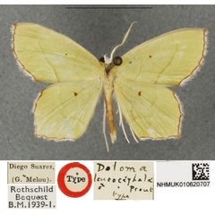 /filer/webapps/moths/media/images/L/leucocephala_Doloma_HT_BMNHa.jpg