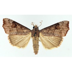 /filer/webapps/moths/media/images/S/sabulifera_Anomis_AM_TMSA_02.jpg