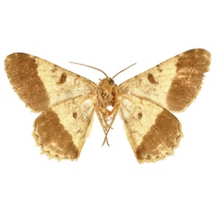 /filer/webapps/moths/media/images/B/boarmiaria_Hypochroma_LT_BMNHb.jpg
