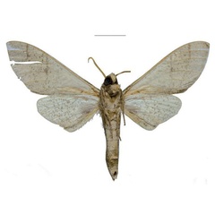 /filer/webapps/moths/media/images/U/ukambaniensis_Neoclanis_PTM_ZSM_03b.jpg