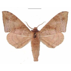/filer/webapps/moths/media/images/C/contraria_Andriasa_AM_EMEM_03.jpg