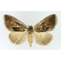 /filer/webapps/moths/media/images/E/ectrogia_Parafodina_AF_TMSA.jpg