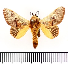 /filer/webapps/moths/media/images/C/colini_Latoia_AM_BMNH.jpg