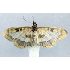 /filer/webapps/moths/media/images/S/semilimbalis_Pyrausta_AM_Agassiz_02.jpg