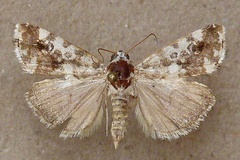 Metapioplasta transfigurata transfigurata