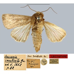 /filer/webapps/moths/media/images/I/insulicola_Leucania_LT_MNHN.jpg