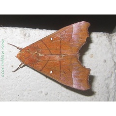 /filer/webapps/moths/media/images/A/alluaudi_Anomis_A_Bippus.jpg