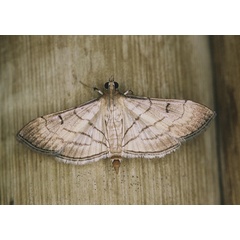 /filer/webapps/moths/media/images/T/trapezalis_Marasmia_A_Roland_01.jpg