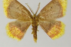 Chrysocraspeda nigribasalis