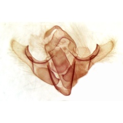 /filer/webapps/moths/media/images/F/festiva_Acrapex_GMPT_TMSA_3517.jpg