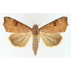 /filer/webapps/moths/media/images/S/sabulifera_Anomis_AF_TMSA_01.jpg