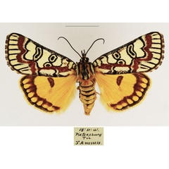 /filer/webapps/moths/media/images/P/pulchra_Paida_AF_TMSA_01.jpg