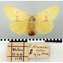 /filer/webapps/moths/media/images/S/straminicolor_Euproctis_HT_TMSA.jpg