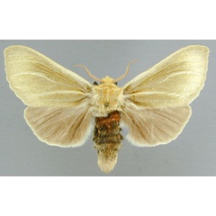 /filer/webapps/moths/media/images/S/simplex_Antheua_A_RMCA_02.jpg