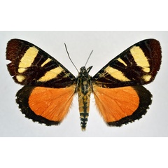 /filer/webapps/moths/media/images/T/tigrina_Aegocera_A_NHMO.jpg