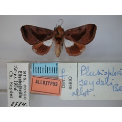 /filer/webapps/moths/media/images/S/seydeli_Plusiophaes_AT_RMCA_01.jpg