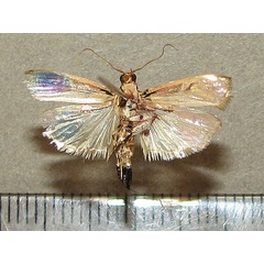 /filer/webapps/moths/media/images/M/metalliferella_Hypargyria_A_Goff_02.jpg