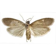 /filer/webapps/moths/media/images/P/psammogona_Narycia_HT_NHMUKb.jpg