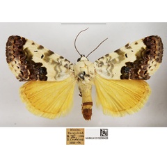 /filer/webapps/moths/media/images/C/citripennis_Acontia_AM_NHMUK.jpg