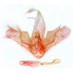 /filer/webapps/moths/media/images/C/curvilinea_Marcipa_GM_MSNM_Berio5480.jpg