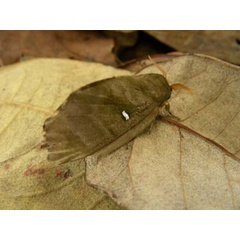 /filer/webapps/moths/media/images/A/angulata_Gonobombyx_A_Waring.jpg