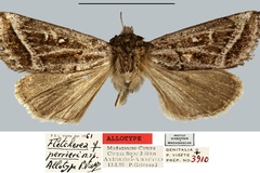 Fletcherea perrieri