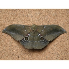 /filer/webapps/moths/media/images/J/jamesoni_Gonimbrasia_A_Hancock.JPG