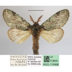 /filer/webapps/moths/media/images/C/calliope_Chlorocalliope_AM_MGCLa_03.JPG