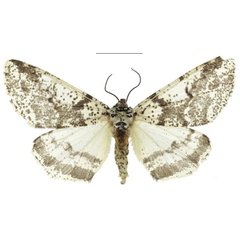 /filer/webapps/moths/media/images/A/admirabilis_Nothobraxas_HT_ZSM.jpg