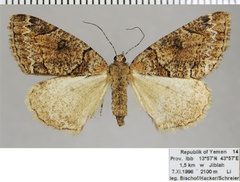 /filer/webapps/moths/media/images/G/guichardi_Xylopteryx_AF_ZSM.jpg