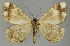 /filer/webapps/moths/media/images/C/clathrata_Xylopteryx_HT_ZSMb.jpg