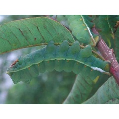 /filer/webapps/moths/media/images/A/angasana_Lobonunaea_C_Wolfe_02.jpg