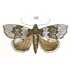 /filer/webapps/moths/media/images/S/scapularis_Acripia_Felder_111_10.jpg