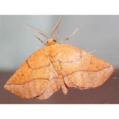 /filer/webapps/moths/media/images/R/rufaria_Drepanogynis_A_Grobler.jpg