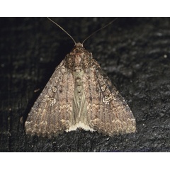 /filer/webapps/moths/media/images/C/capensis_Condica_A_Roland_01_ASms3uY.jpg